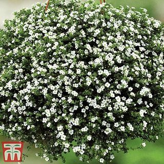 Bacopa 'Baristo® Snowflake'