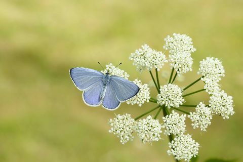 Holly Blue_Iain H Leach, Conservation des papillons