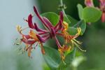 Meilleures plantes tolérantes à la pollution pour un jardin urbain