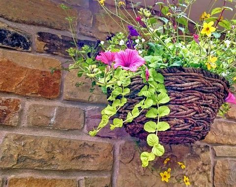 Pétunias fleurs dans un panier suspendu par un mur en pierre