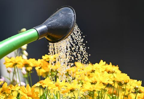 25 juin 2019, baden wuerttemberg, freiburg un jardinier arrosant les fleurs "core