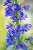 10 conseils d'experts sur la croissance de grands et beaux delphiniums