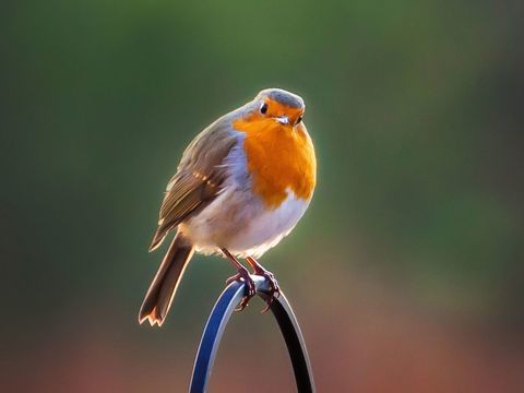 photographe de jardin de l'année