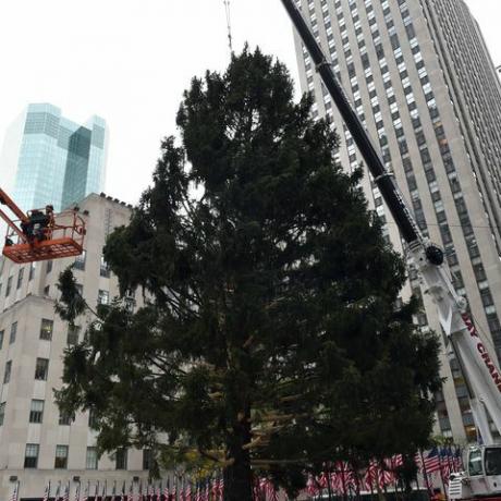 arbre de Noël de vacances nous