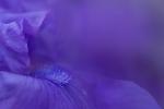 Trucs et astuces pour planter des fleurs d'iris en 2023