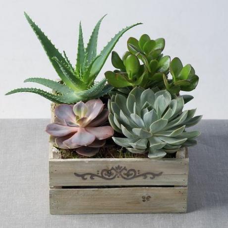 Plantes succulentes mixtes en caisse