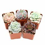 Succulentes rosette