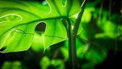 La planète verte: la série de plantes en 5 parties de David Attenborough sur la BBC