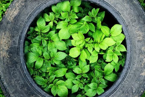 Des semis de pommes de terre poussant dans un pneu recyclé