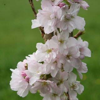 Prunus 'Amanogawa' cerisier à fleurs japonais