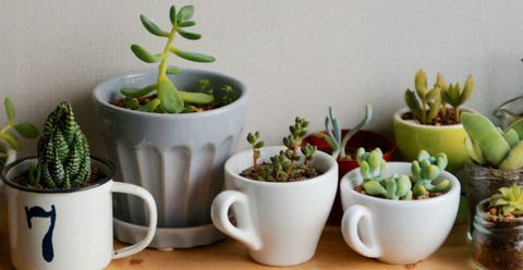 succulentes dans des tasses