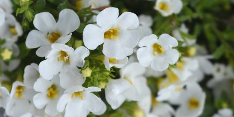 fleurs de bacopa ornementales nom latin chaenostoma cordatum