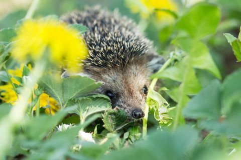 Hérisson curieux dans l'herbe