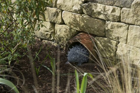 Le premier jardin permanent de Hedgehog Street au Royaume-Uni a été dévoilé à RHS Harlow Carr, North Yorkshire