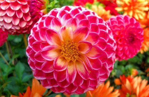 jardin-tendances-rose-dahlia