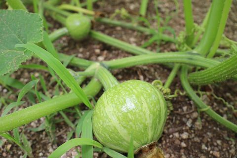 petite citrouille avant qu'elle ne pousse