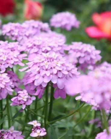 fleurs qui poussent au soleil