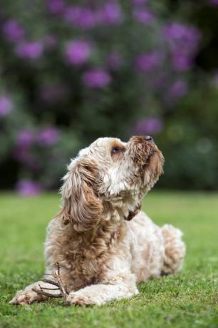 comment créer un jardin adapté aux animaux de compagnie