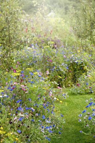 fleurs sauvages qui poussent