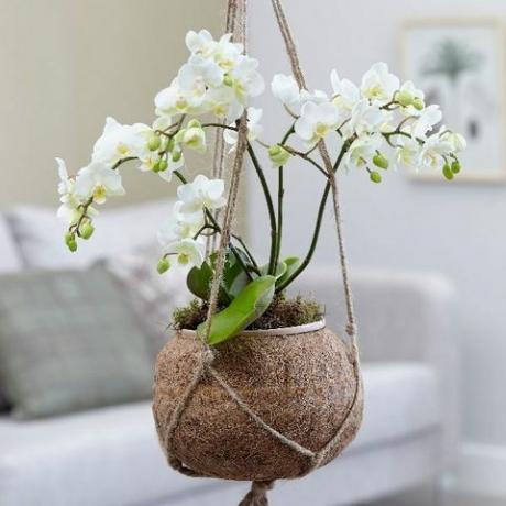 Kokodama: Phalaenopsis 'White Willd Orchid' - orchidée kokodama