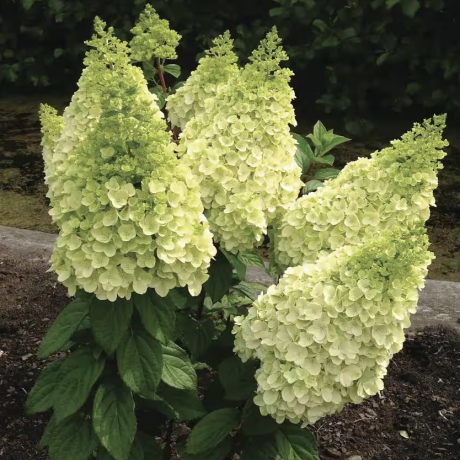 Arbuste d'hortensia rustique