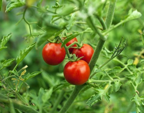 tomates cerises