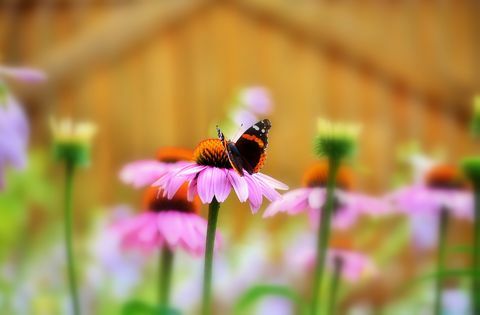 Invité accueilli dans le jardin. Papillon amiral rouge.