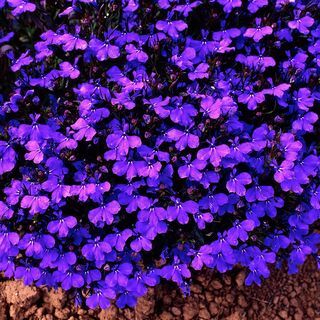 Palais de cristal Lobelia Bush