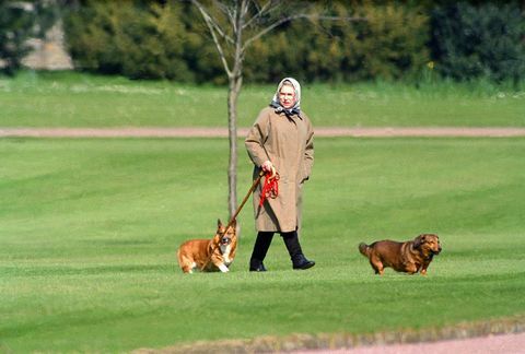 La reine Elizabeth II promène ses chiens au château de Windsor