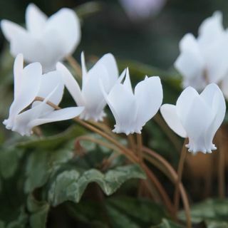 Cyclamen hederifolium var. hederifolium f. albiflore