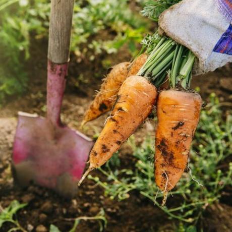 carottes récoltées dans le jardin