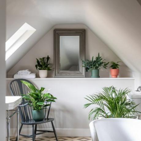 plantes de salle de bain de l'envie de feuilles