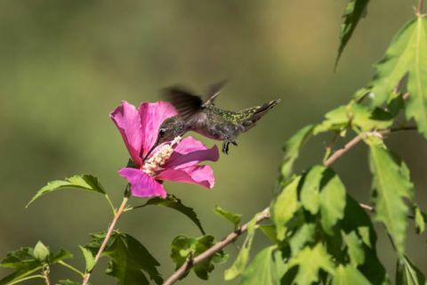 un colibri vole autour d'une rose de fleur de sharon recueillir le nectar ou le pollen