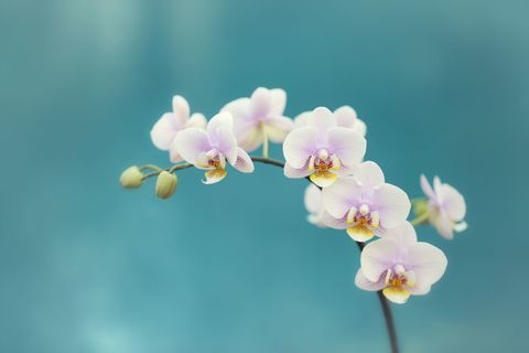 Orchidées blanches fraîches contre avec fond bleu turquoise.