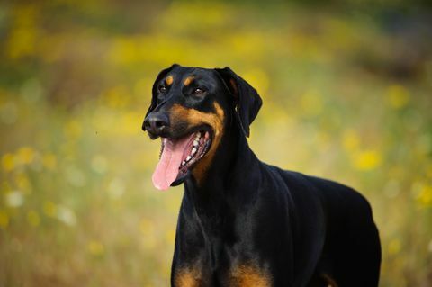 Chien Doberman