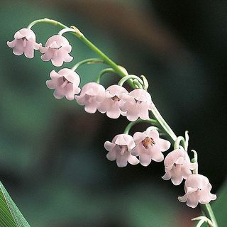 Muguet Rosea