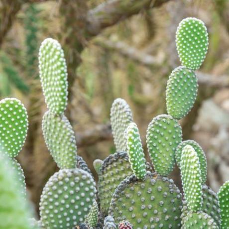 Opuntia microdasys albida cactus dans un jardin de cactus, également appelé ailes d'ange, oreilles de lapin cactus, cactus lapin ou cactus à pois