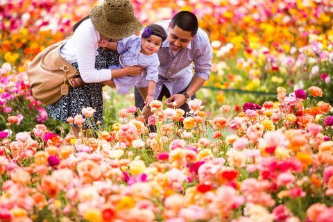 champ de fleurs de californie 50 acres visiter carlsbad