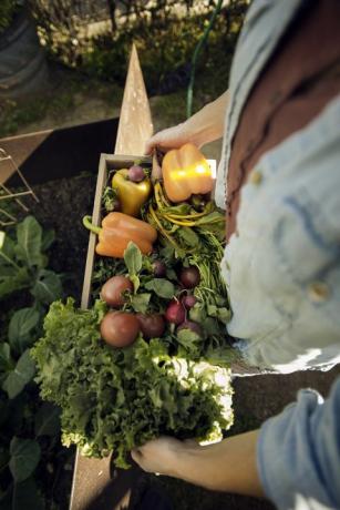 Vue aérienne de femme portant des légumes fraîchement récoltés dans une caisse à la ferme biologique