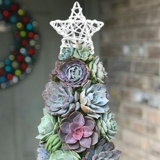 Arbre succulent Aurora