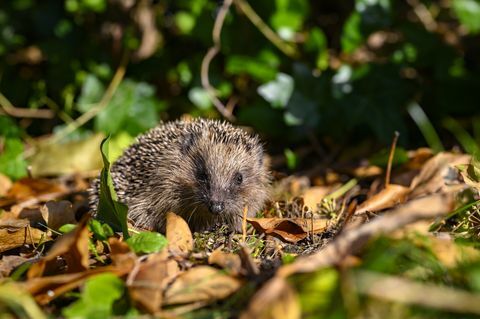 Jeune hérisson Erinaceus europaeus dans le jardin entre le feuillage sec sur une journée ensoleillée d'automne