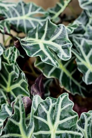 plantes d'intérieur populaires plante alocasia