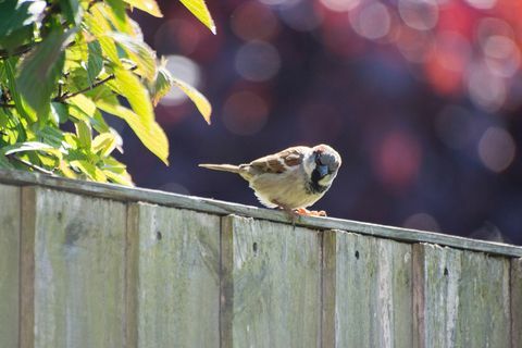 Moineau sur une clôture de jardin