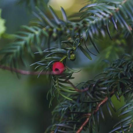 baie rouge accrochée à l'if