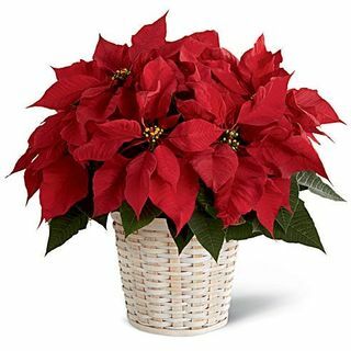 Usine de poinsettia rouge 