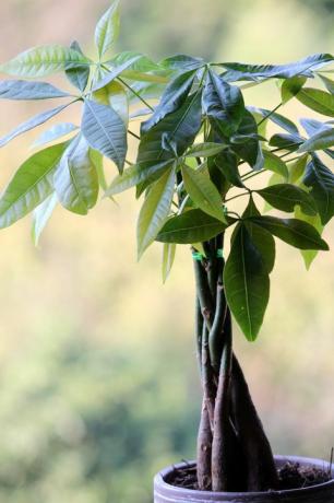 plantes d'intérieur populaires plante d'arbre d'argent