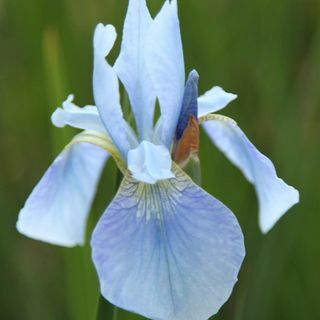 Iris 'Perry's Blue'