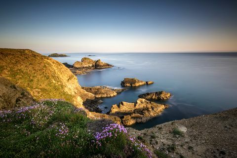 Fleurs sauvages sur les falaises de la côte du Pembrokeshire à Nine Wells près de St Davids, Pays de Galles