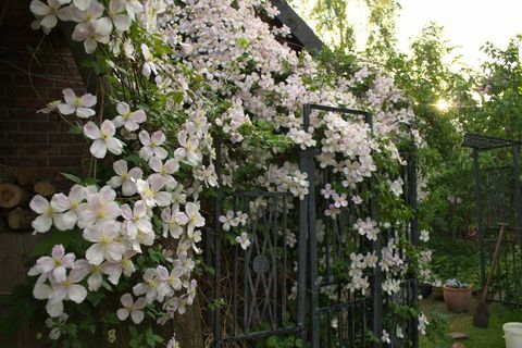 Fleurs de clématite - plantes grimpantes - dans le jardin