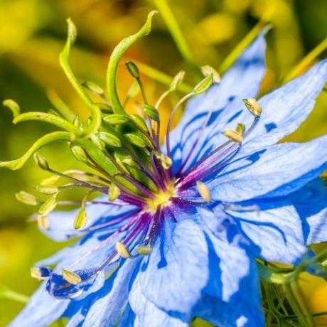 gros plan macro fleur de nigelle bleu électrique